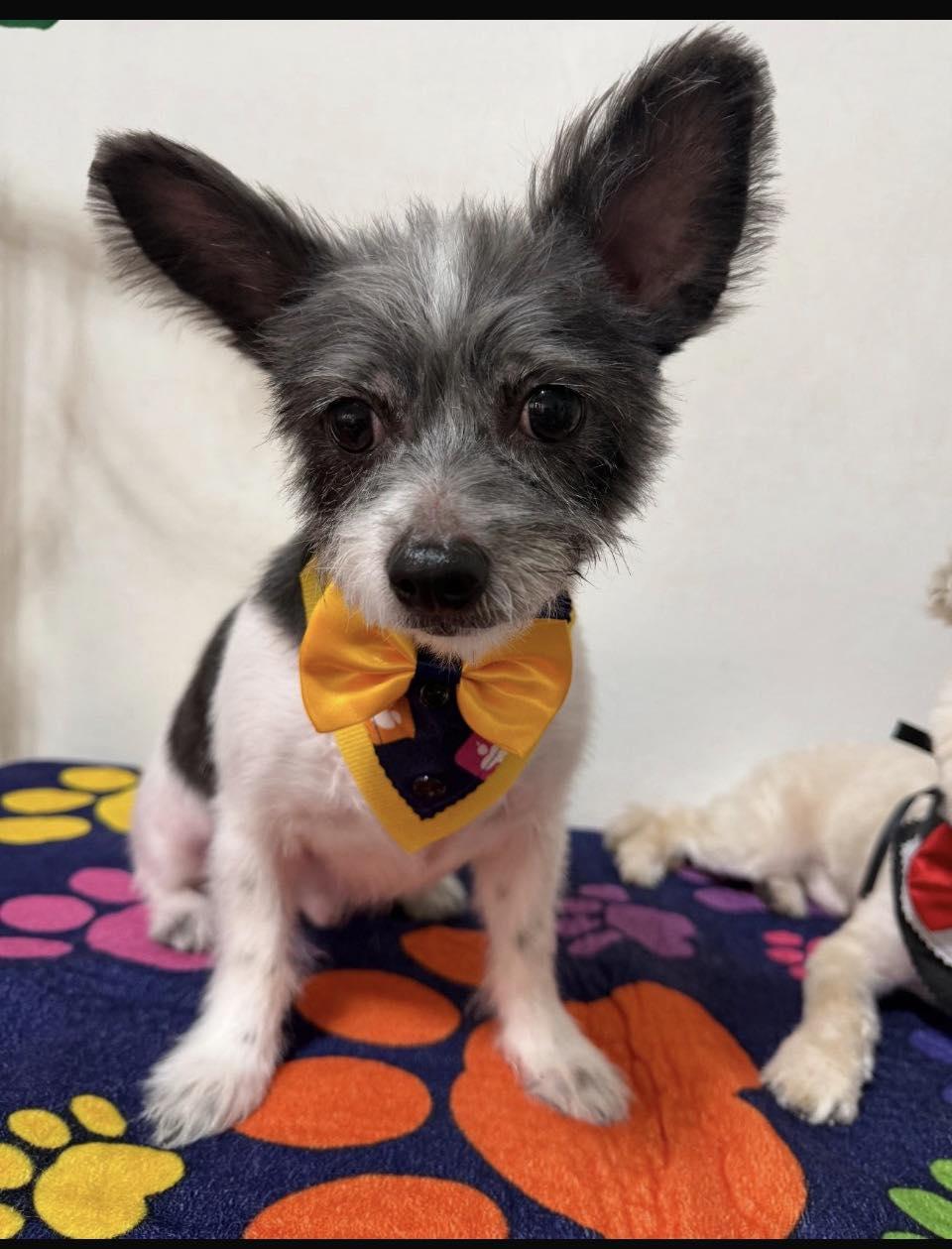 Stitch, adopted, Young Male Terrier.