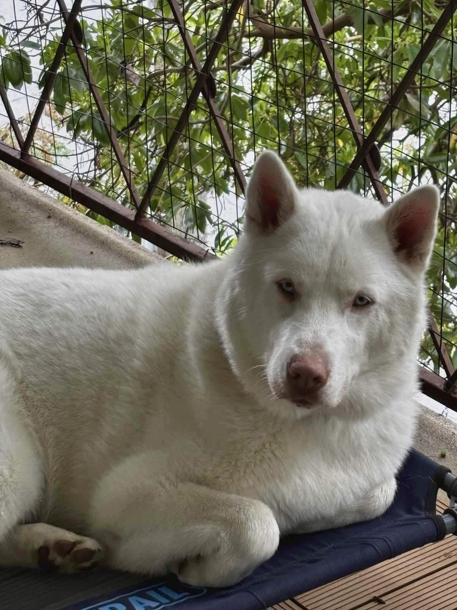 Albert, an adoptable Siberian Husky in Langley, BC, V3A 4C4 | Photo Image 3