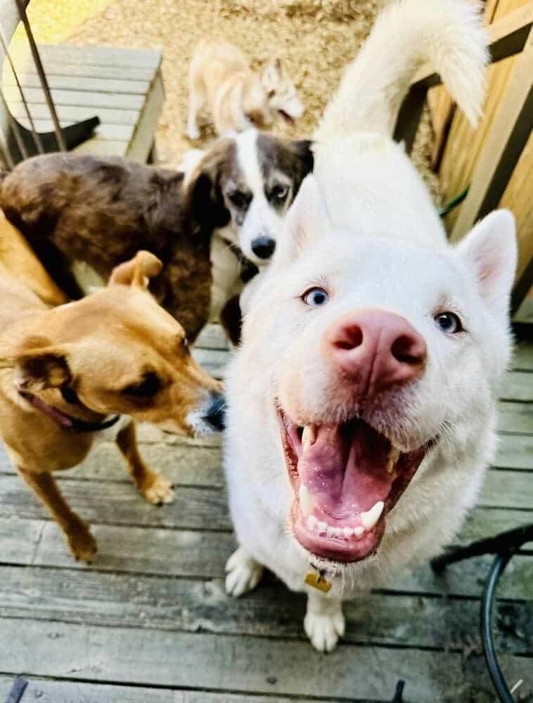 Albert, an adoptable Siberian Husky in Langley, BC, V3A 4C4 | Photo Image 2