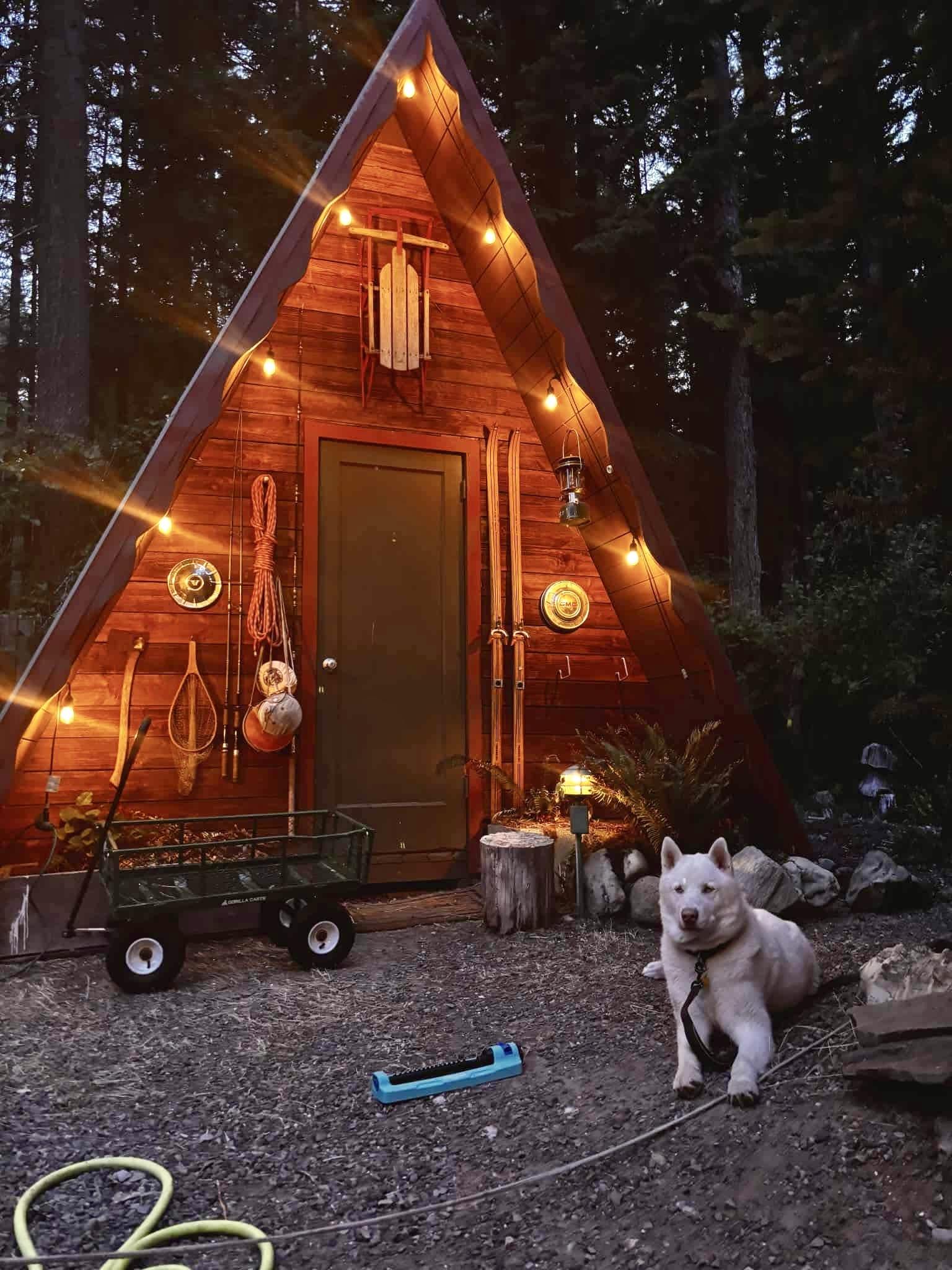 Enlarge Albert, a Adoptable Siberian Husky in Langley, BC image 6/6