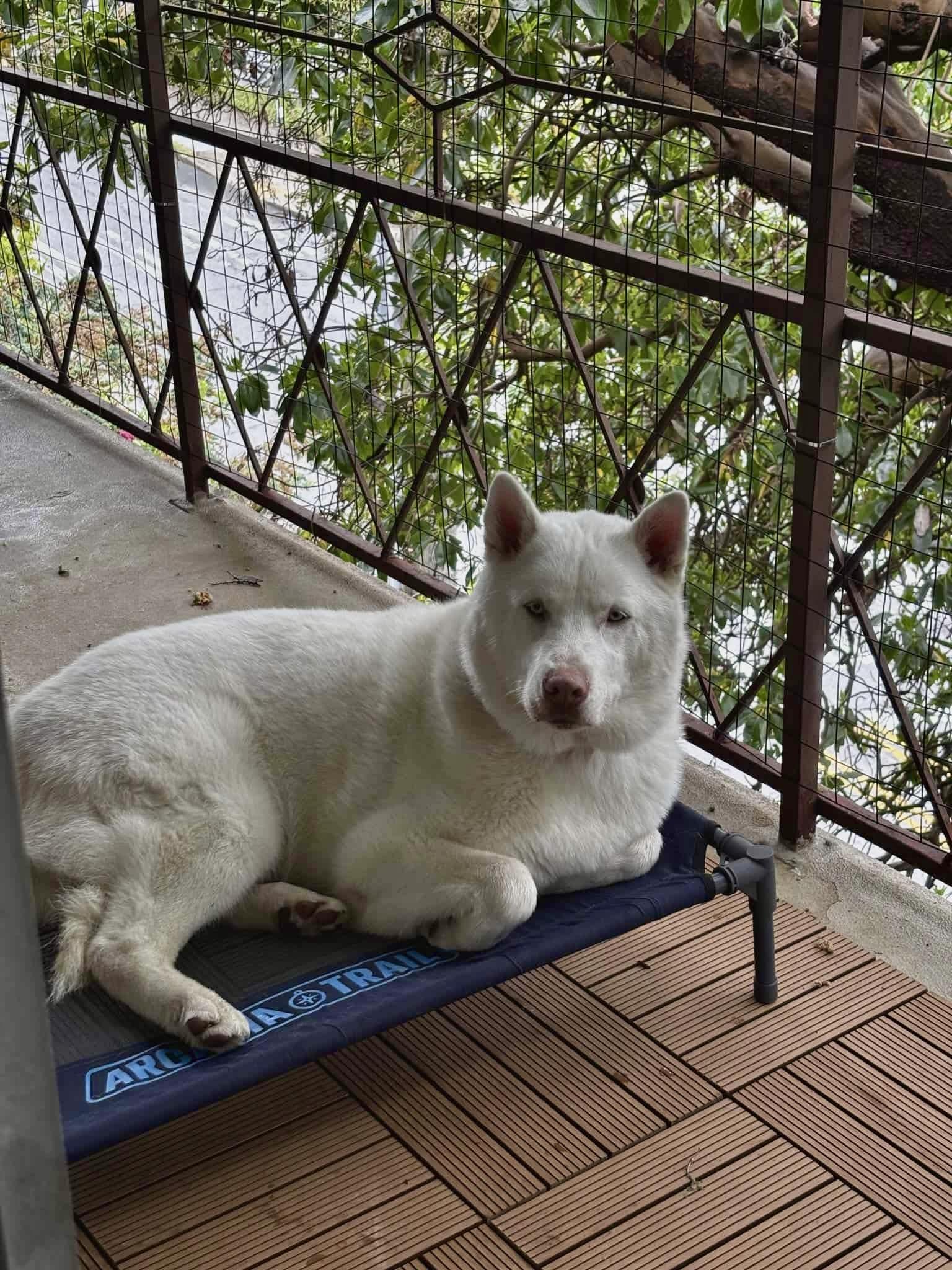 Albert, an adoptable Siberian Husky in Langley, BC, V3A 4C4 | Photo Image 5