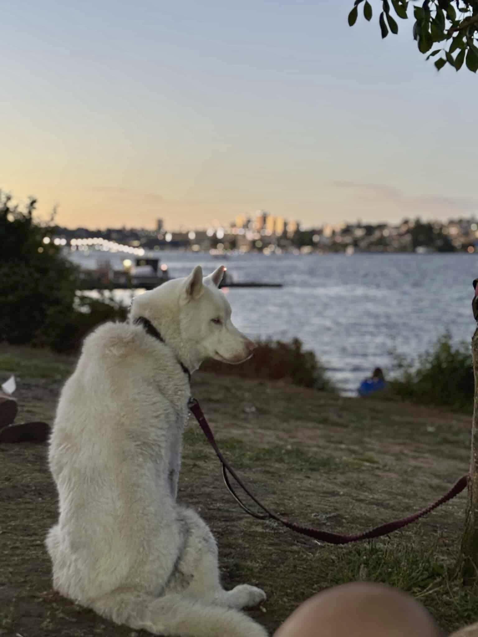 Enlarge Albert, a Adoptable Siberian Husky in Langley, BC image 2/6