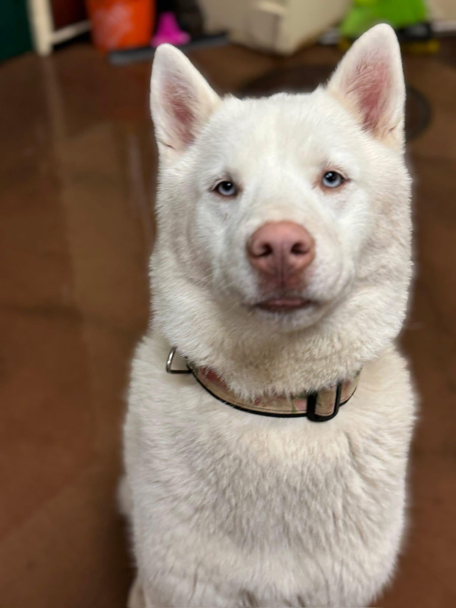 Albert, Adoptable, Adult Male Siberian Husky.