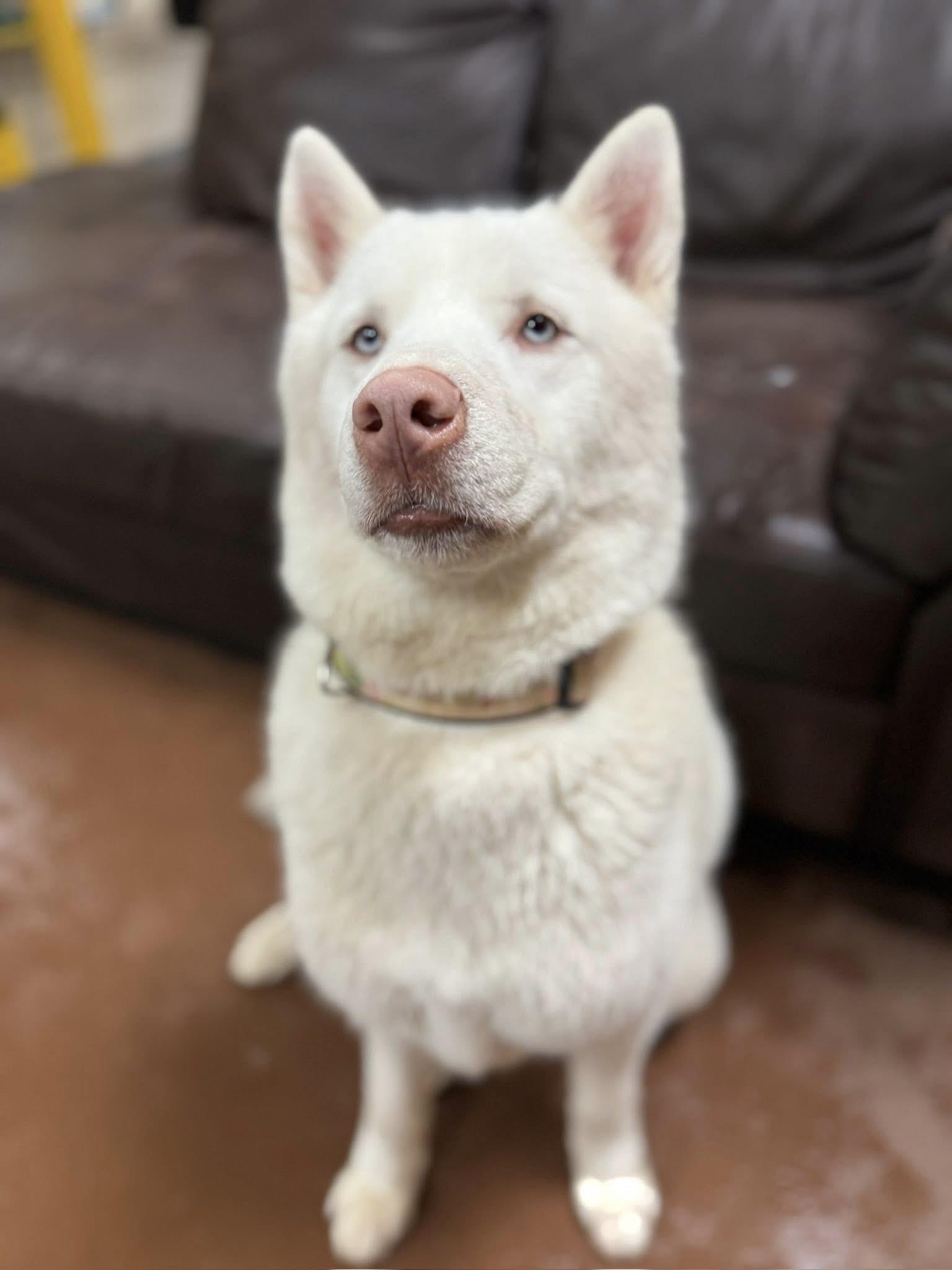 Enlarge Albert, a Adoptable Siberian Husky in Langley, BC image 3/6