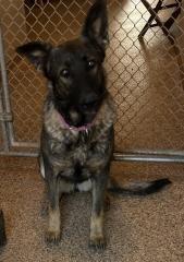 Enlarge Scarlet, a Adoptable German Shepherd Dog in Hot Springs, SD image 1/1