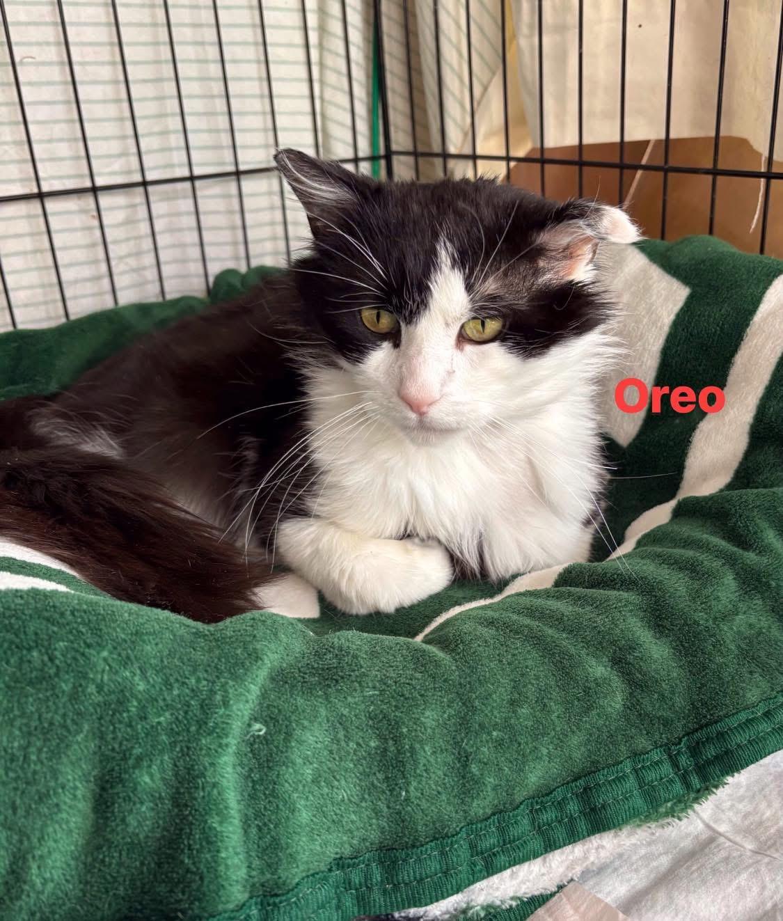 Enlarge Oreo N, an adoptable Domestic Long Hair in staten island, NY image 3/3