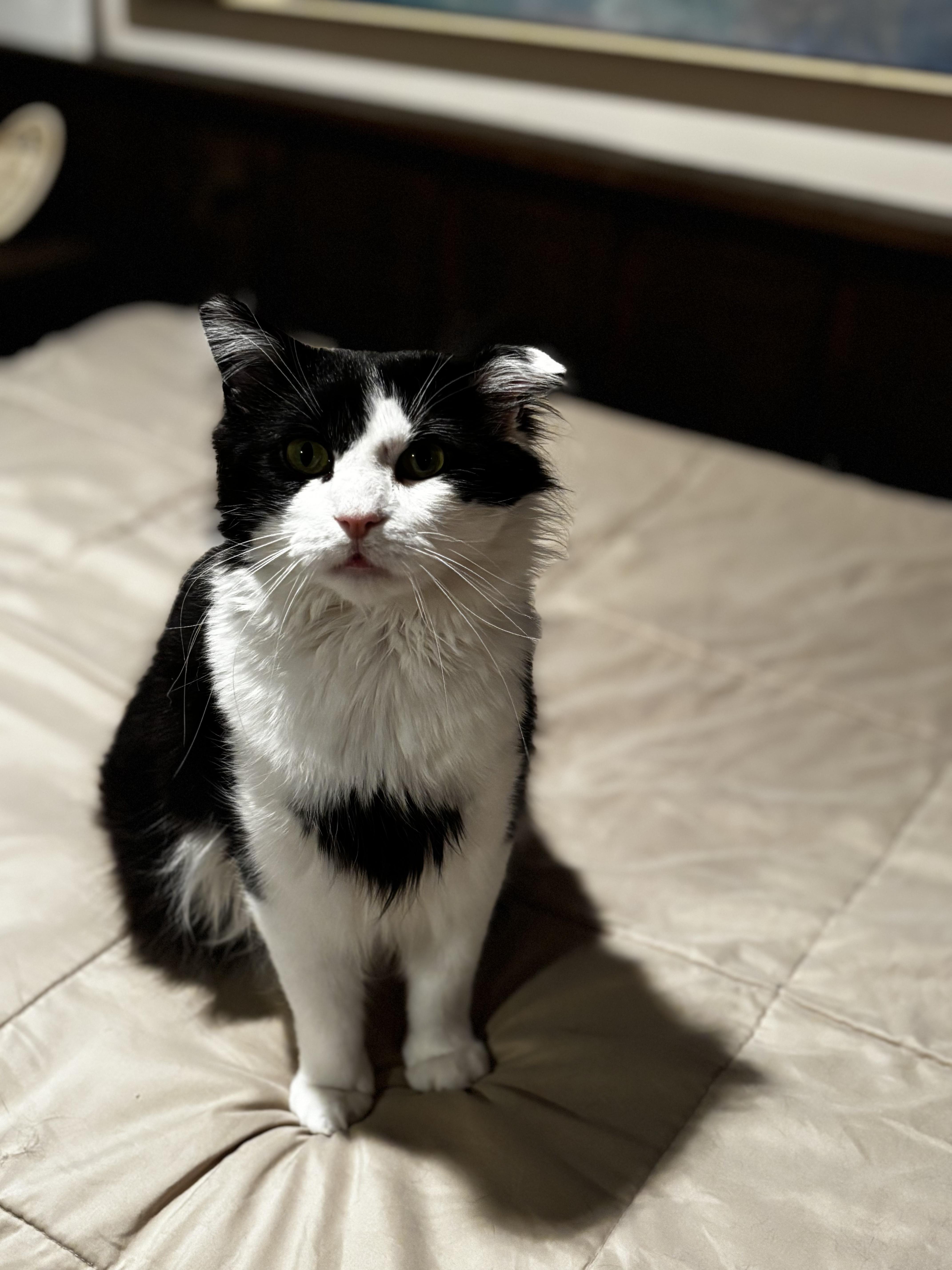 Oreo N, adoptable, Young Male Domestic Long Hair.