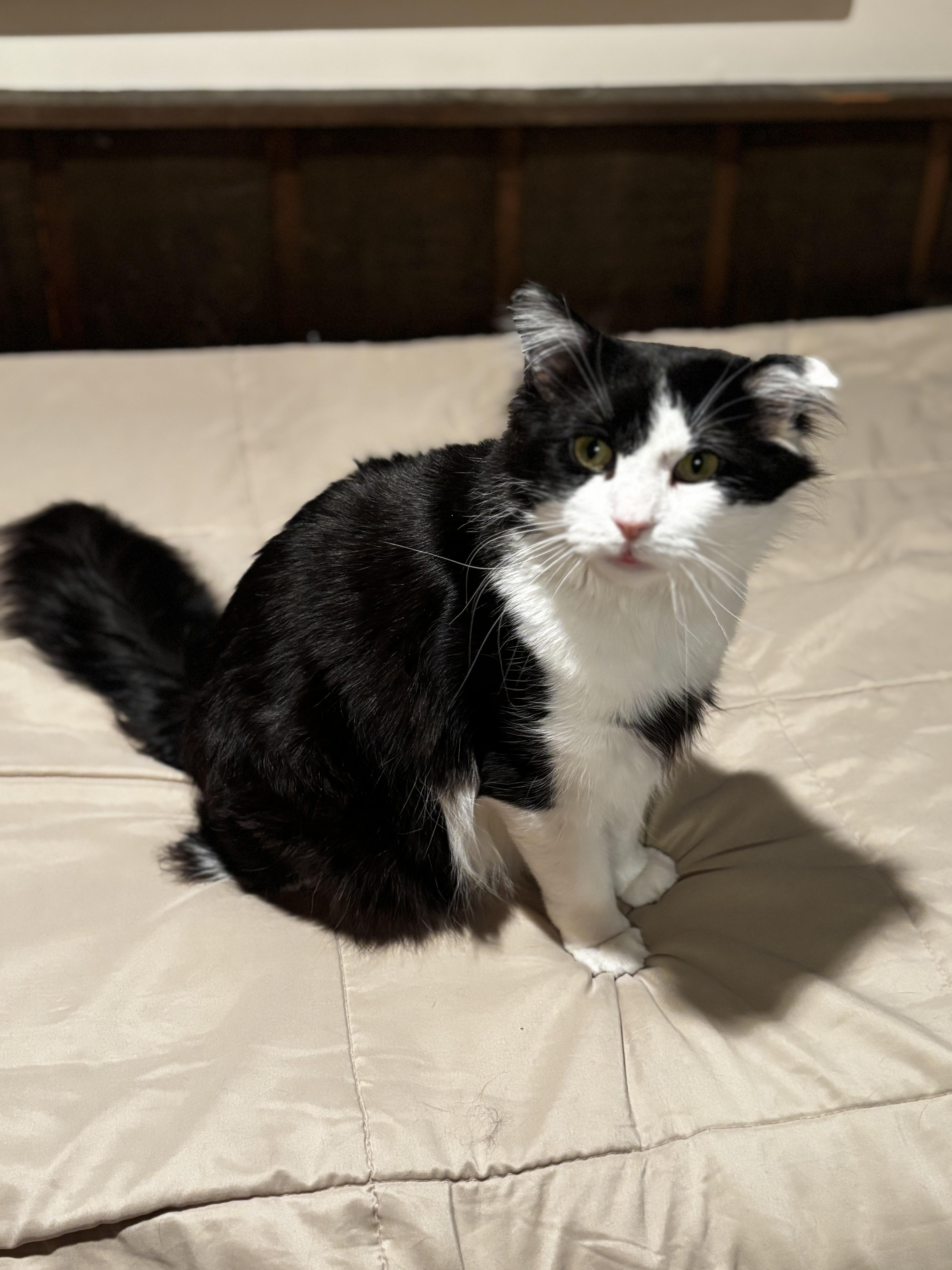 Enlarge Oreo N, an adoptable Domestic Long Hair in staten island, NY image 2/3