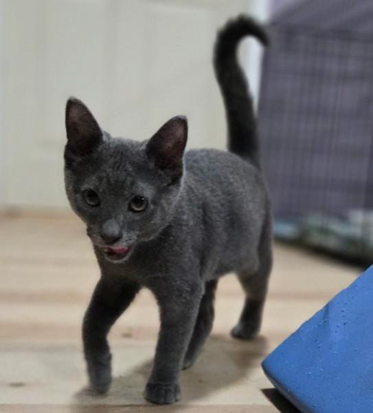 Enlarge Flint, a ADOPTABLE Domestic Short Hair in Reading, PA image 2/2