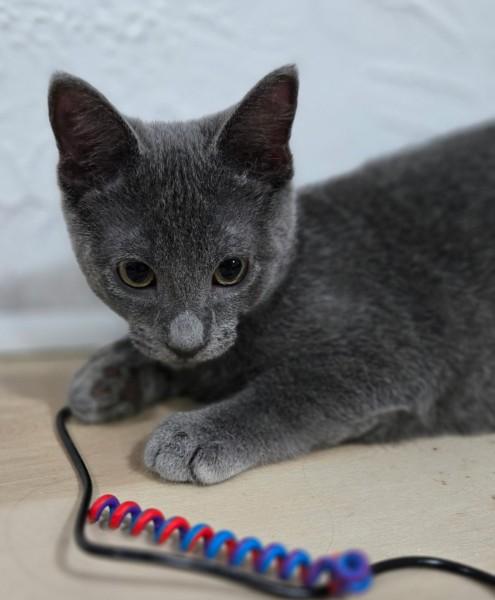 Flint, ADOPTABLE, Kitten Male Domestic Short Hair.