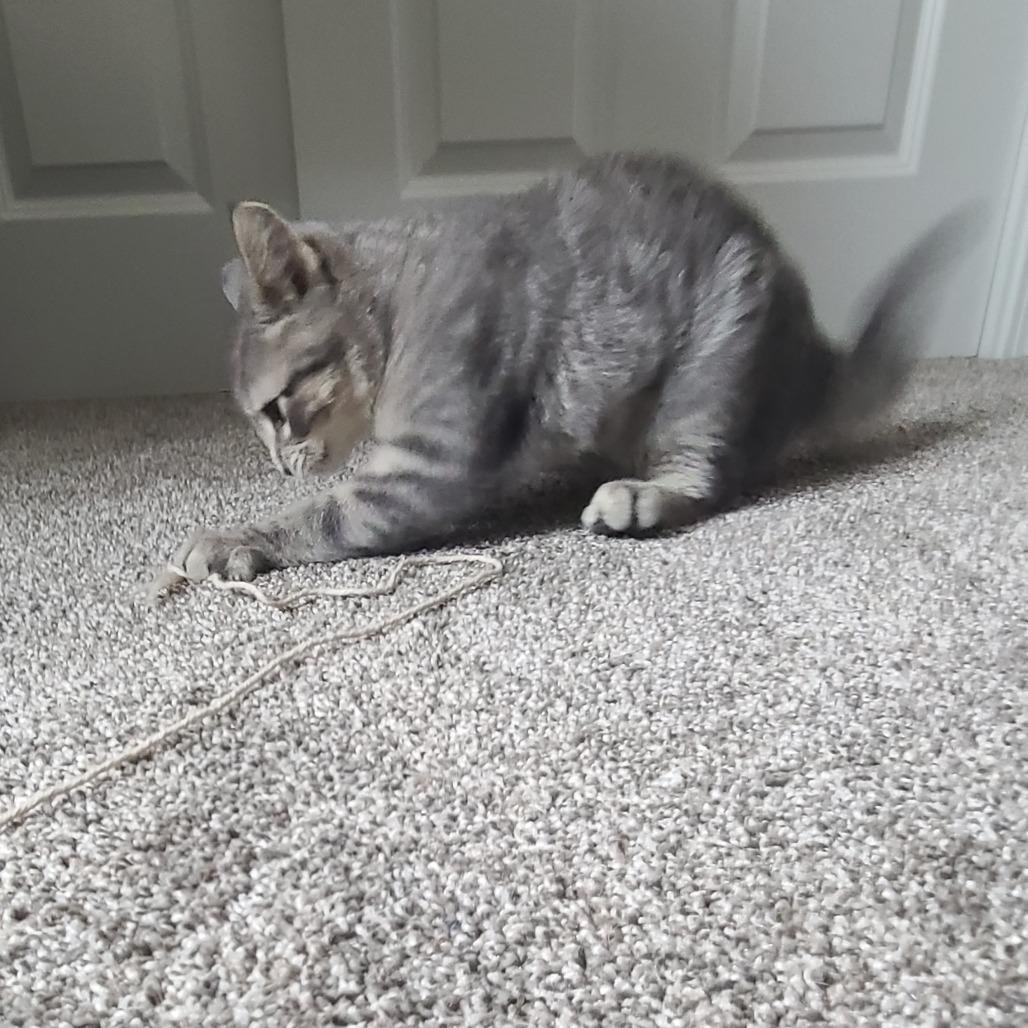 Lucy, Adoptable, Kitten Female Domestic Medium Hair.