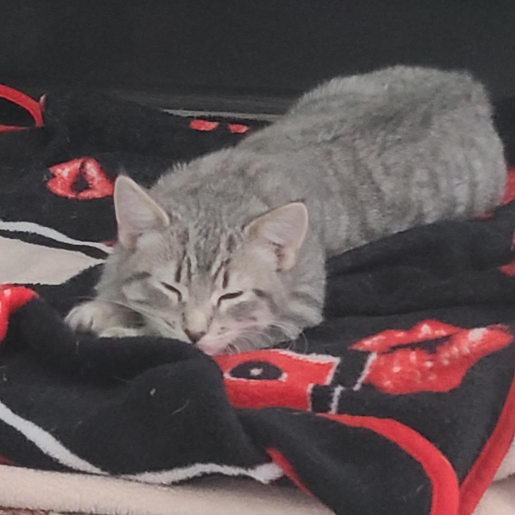 Enlarge Lucy, a Adoptable Domestic Medium Hair in Elbow Lake, MN image 3/6