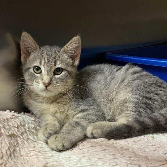 Enlarge Lucy, a Adoptable Domestic Medium Hair in Elbow Lake, MN image 4/6
