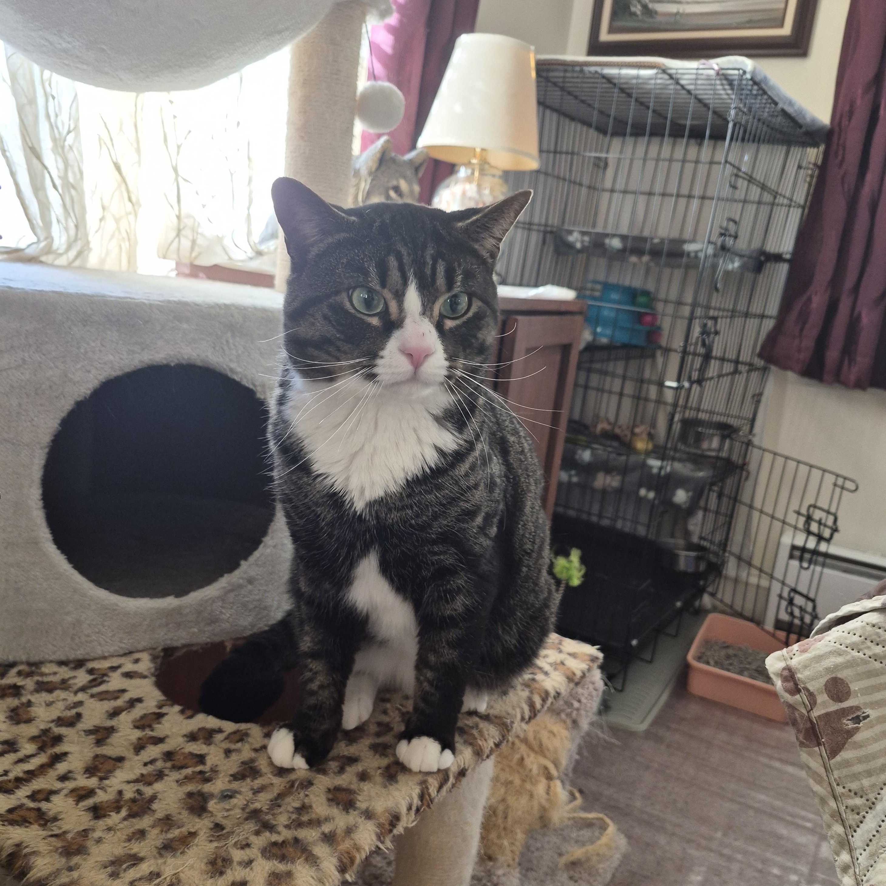 Enlarge Spruce, an adopted Domestic Short Hair in Keansburg, NJ image 1/4