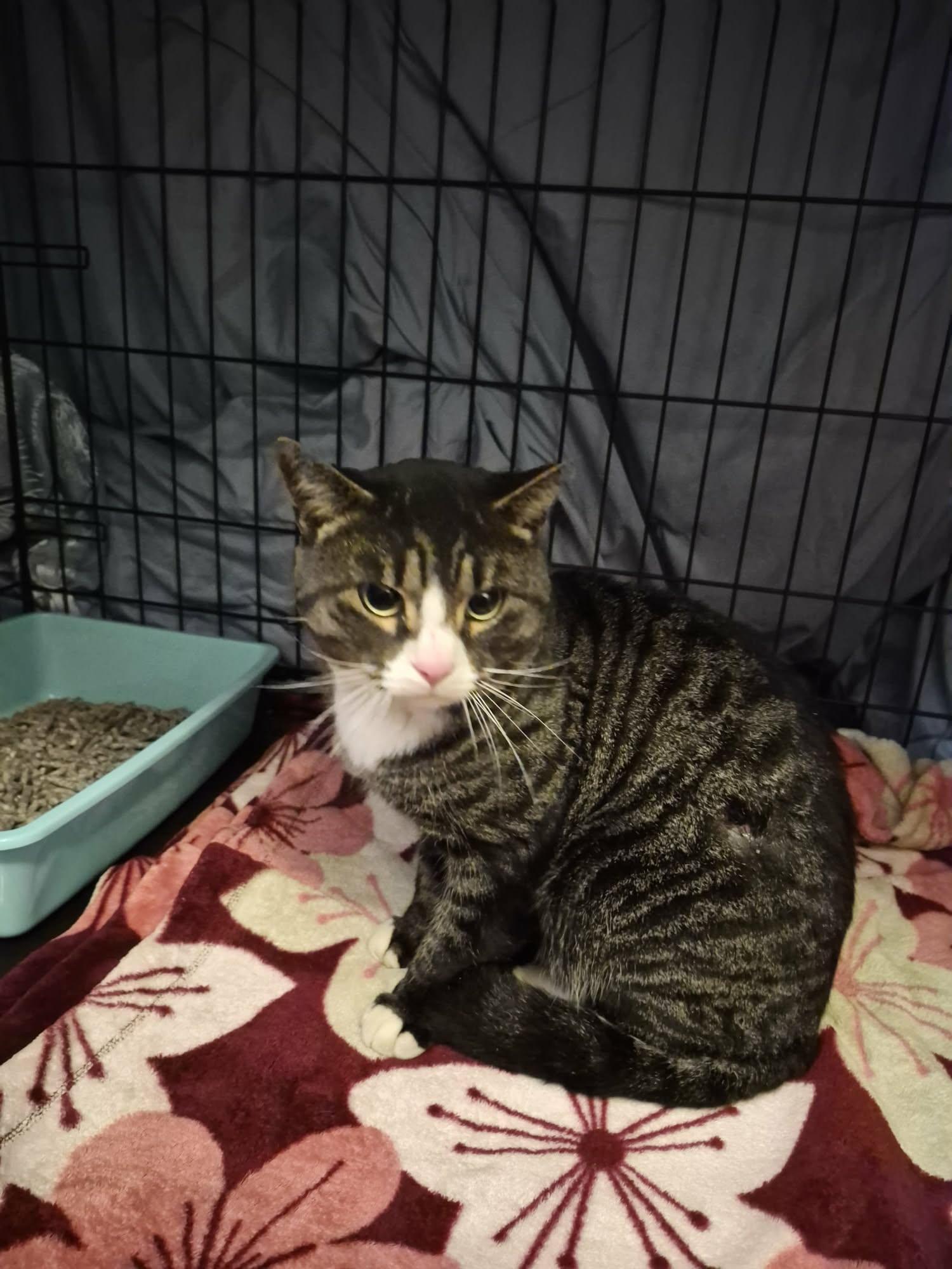 Enlarge Spruce, an adopted Domestic Short Hair in Keansburg, NJ image 3/4