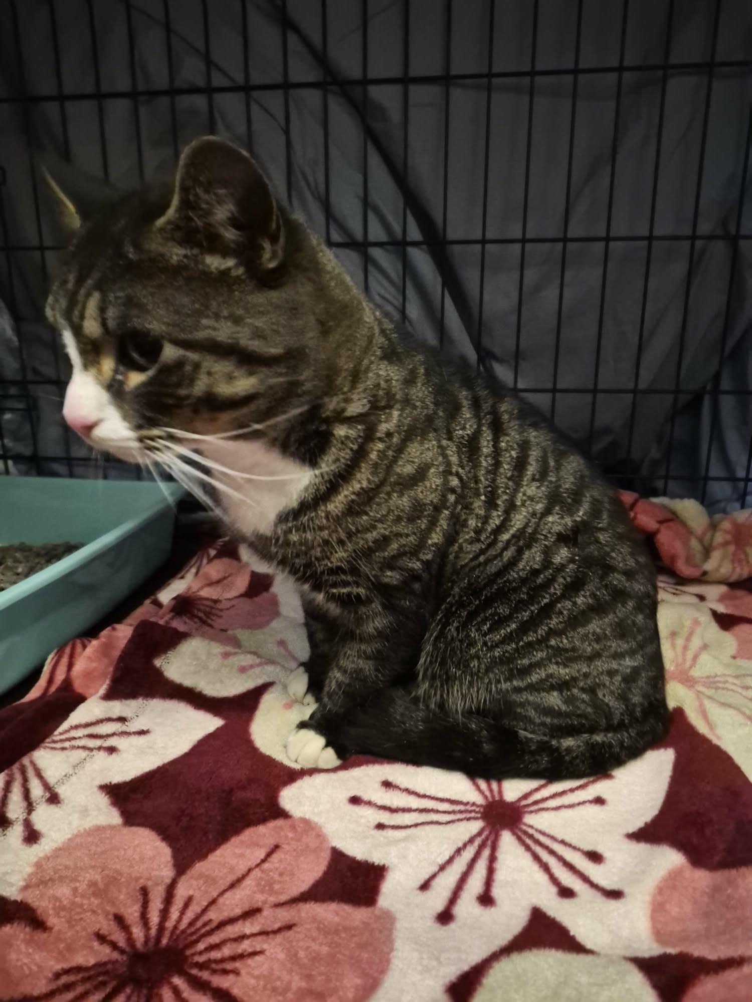 Enlarge Spruce, an adopted Domestic Short Hair in Keansburg, NJ image 4/4