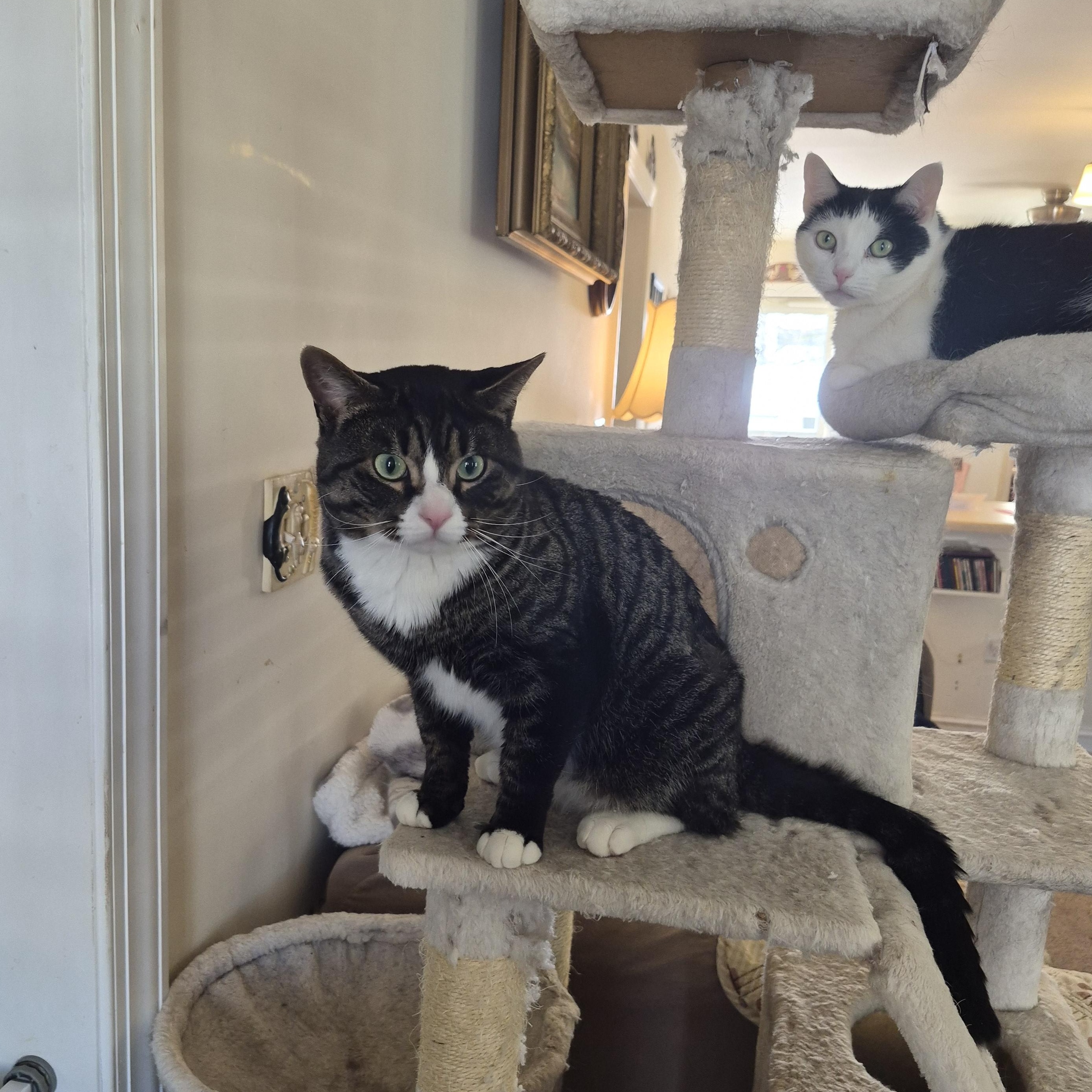 Enlarge Spruce, an adopted Domestic Short Hair in Keansburg, NJ image 2/4