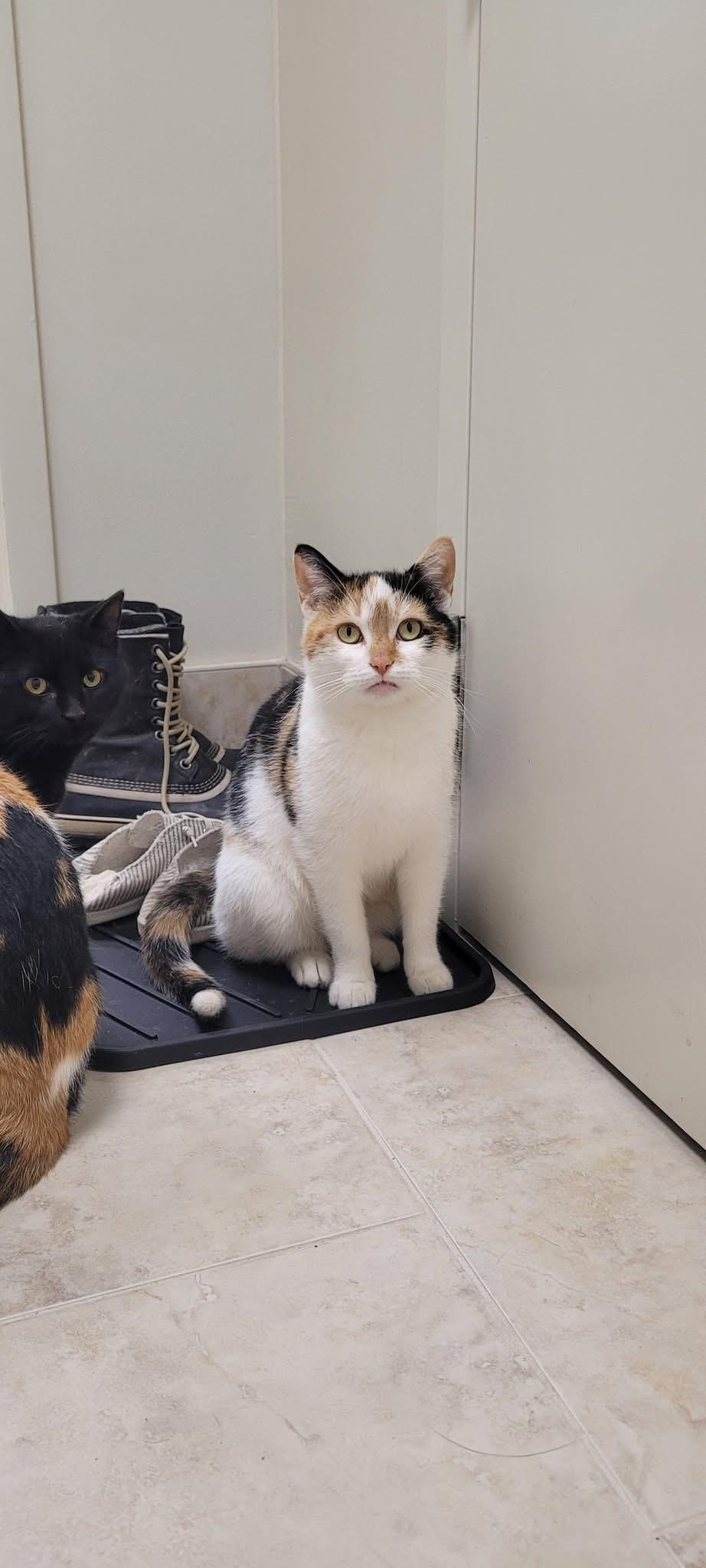 Enlarge Lucy, a Adoptable Domestic Short Hair in Zephyr, ON image 1/1