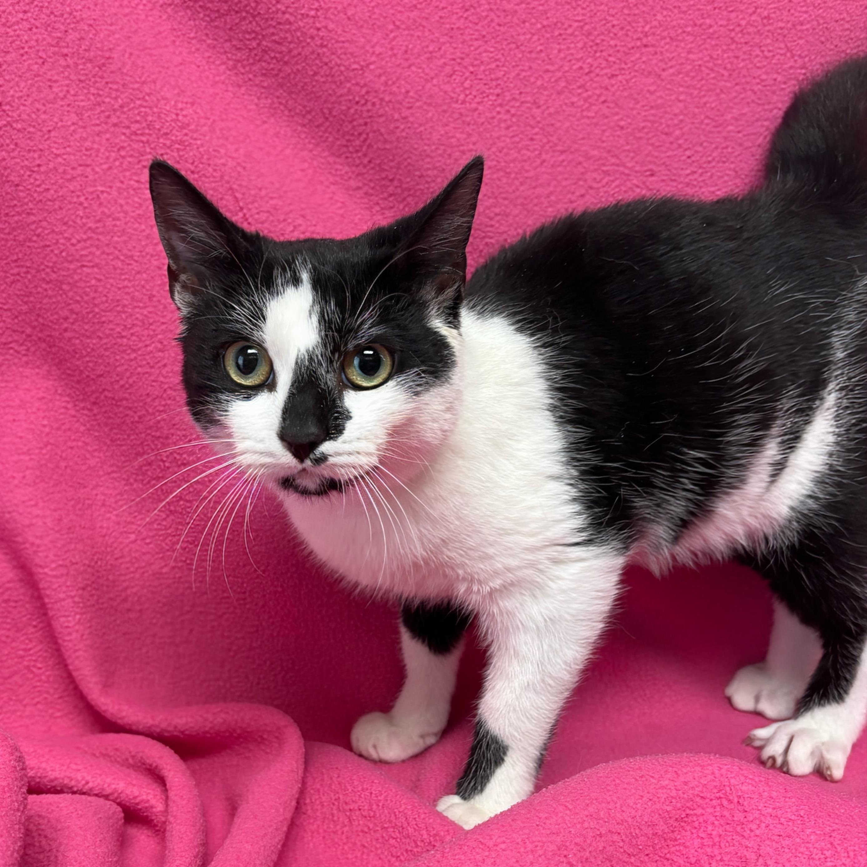 Enlarge Blizzard , a ADOPTABLE Domestic Short Hair in Valdosta, GA image 1/1