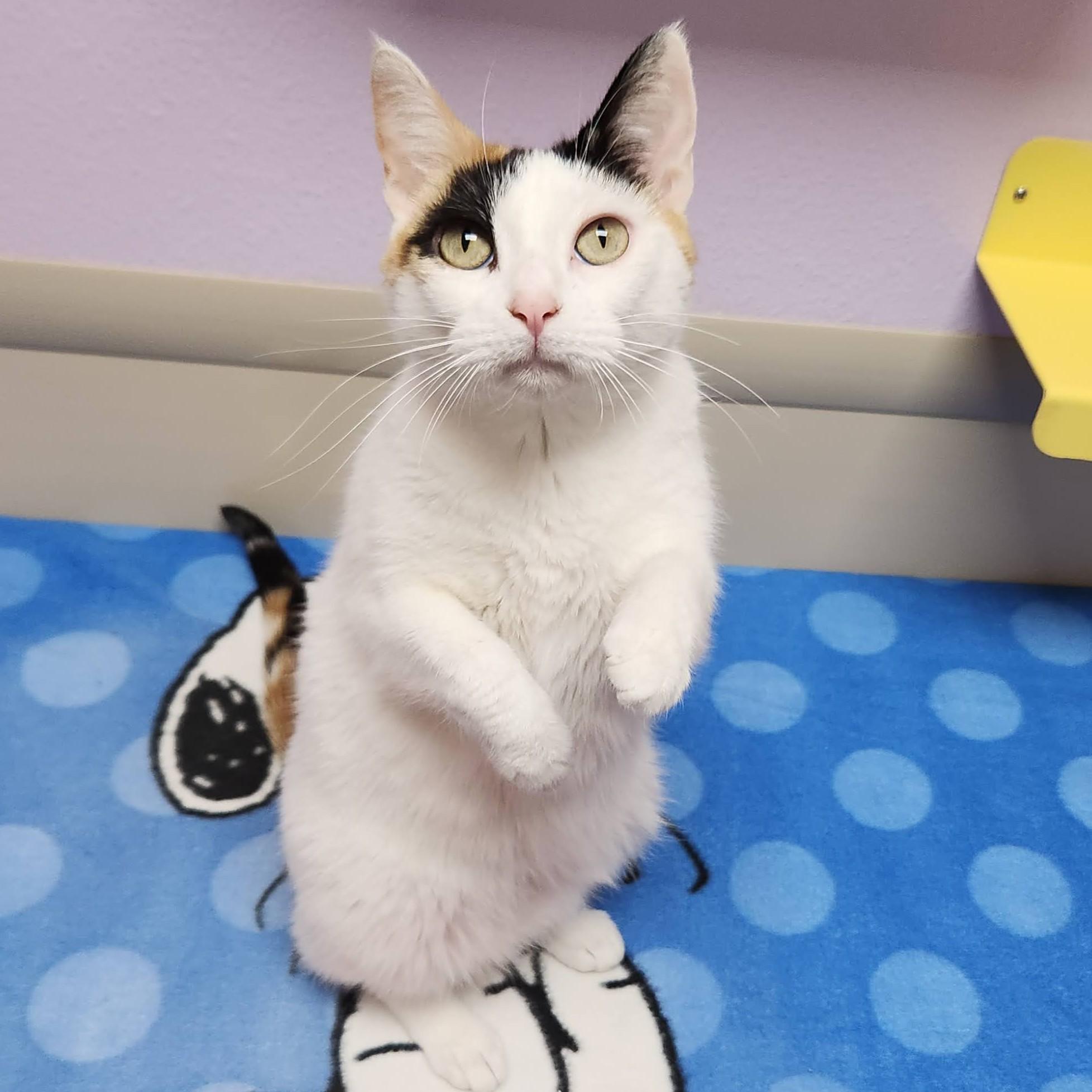 Sassy, Adoptable, Senior Female Calico.