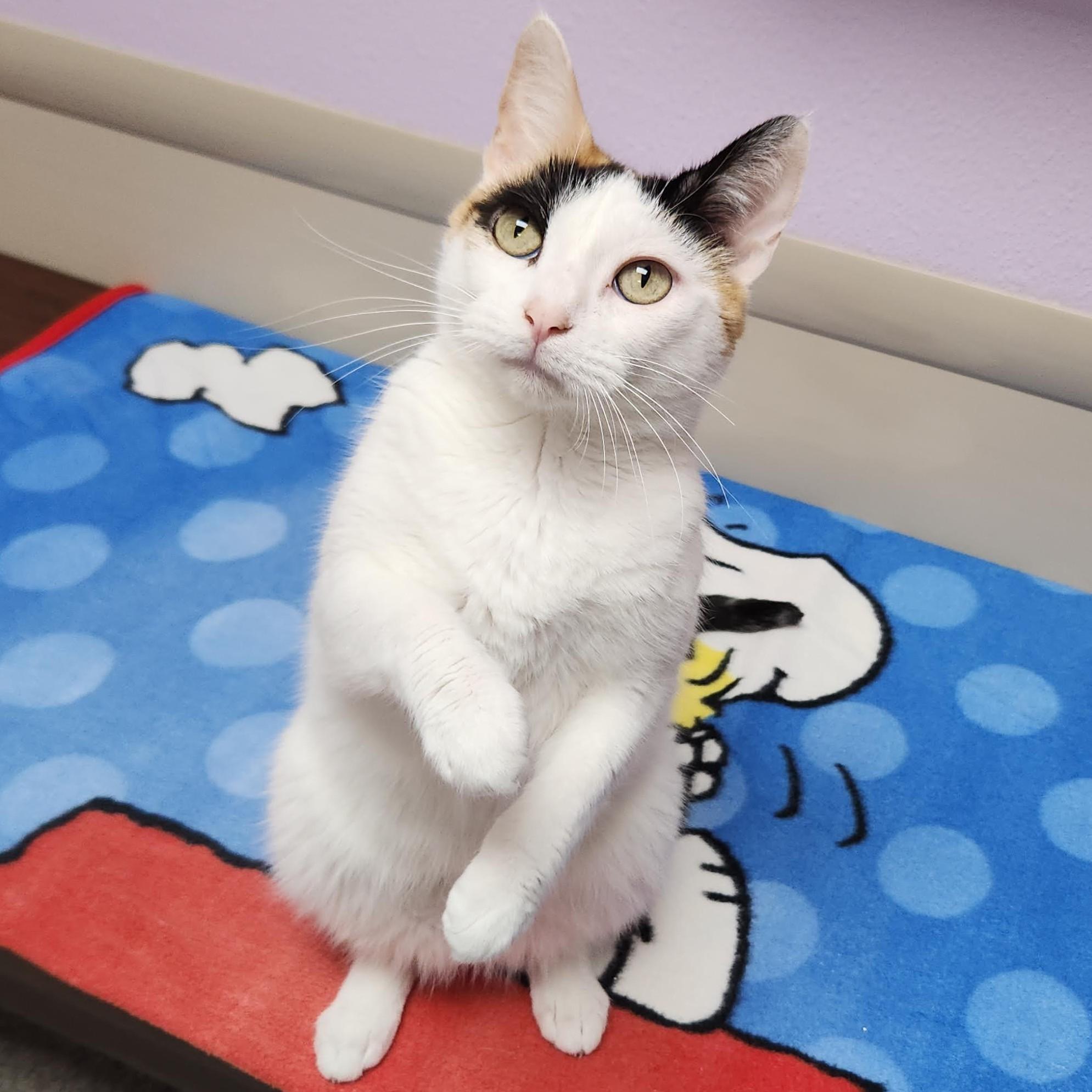 Enlarge Sassy, a Adoptable Calico in Marshfield, WI image 4/6