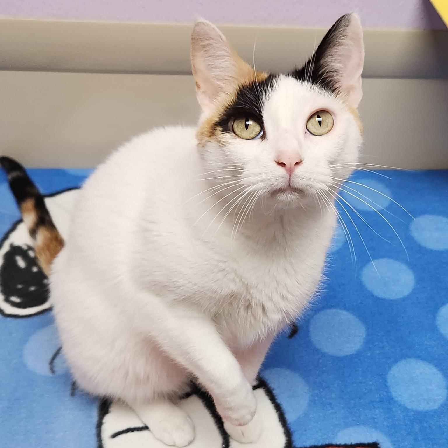 Enlarge Sassy, a Adoptable Calico in Marshfield, WI image 3/6