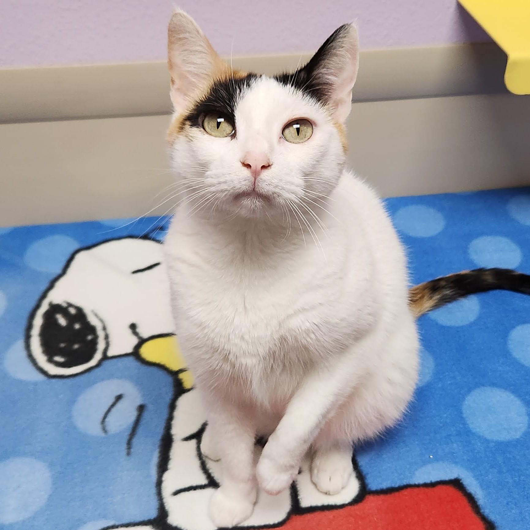 Enlarge Sassy, a Adoptable Calico in Marshfield, WI image 2/6