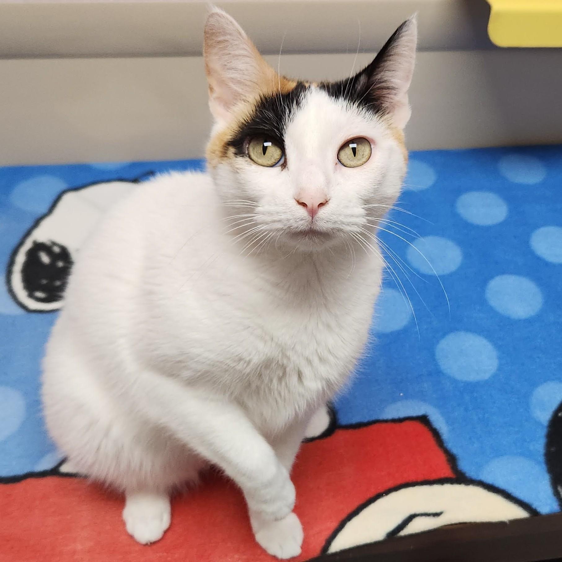 Enlarge Sassy, a Adoptable Calico in Marshfield, WI image 5/6