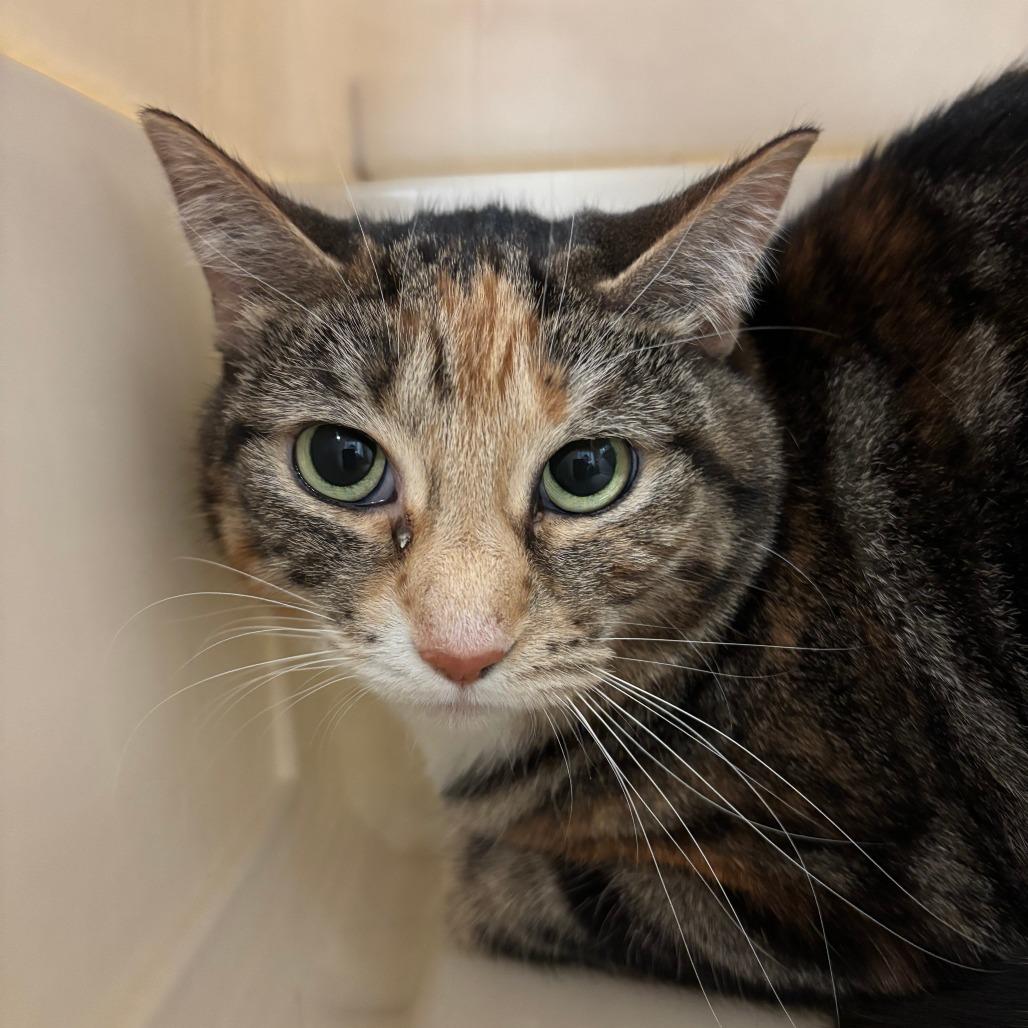 Mochi, Adoptable, Adult Female Extra-Toes Cat / Hemingway Polydactyl.