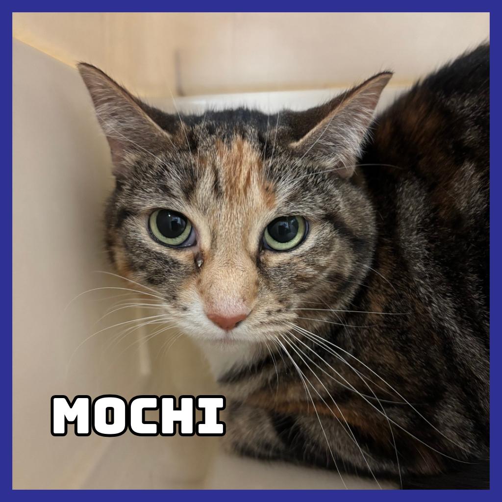 Enlarge Mochi, a Adoptable Extra-Toes Cat / Hemingway Polydactyl in Glenwood, MN image 2/3