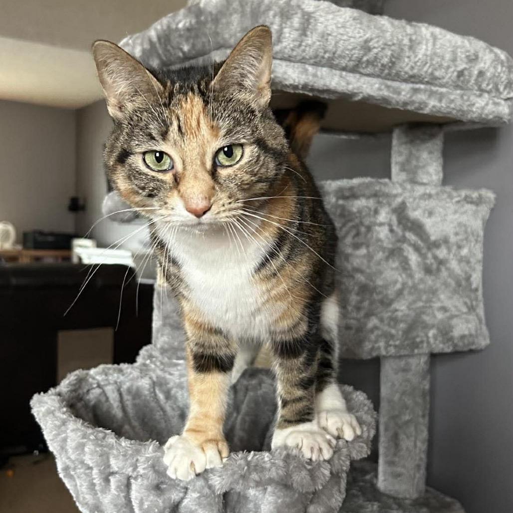 Mochi, Adoptable, Adult Female Extra-Toes Cat / Hemingway Polydactyl.