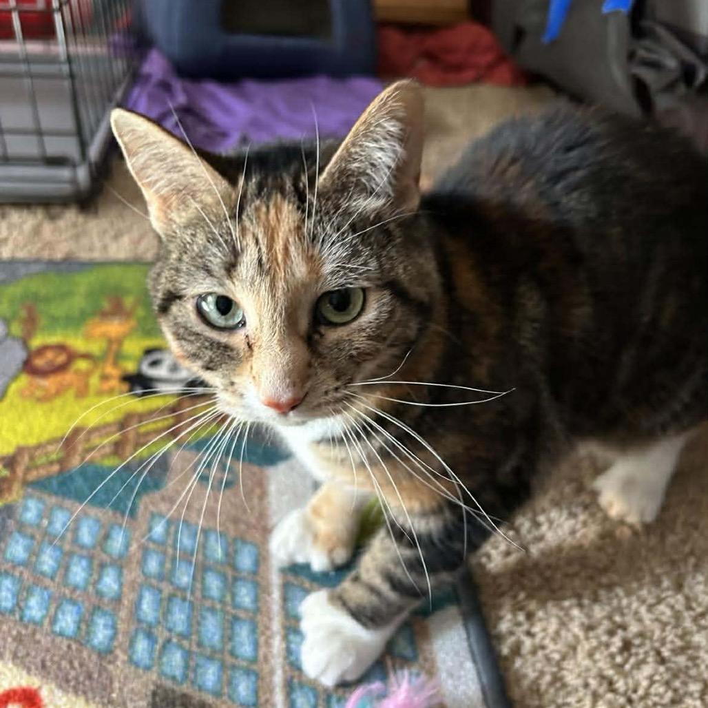 Enlarge Mochi, a Adoptable Extra-Toes Cat / Hemingway Polydactyl in Glenwood, MN image 2/5