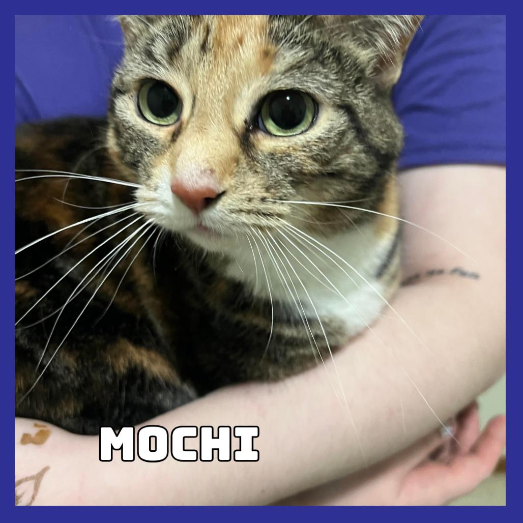 Enlarge Mochi, a Adoptable Extra-Toes Cat / Hemingway Polydactyl in Glenwood, MN image 3/3