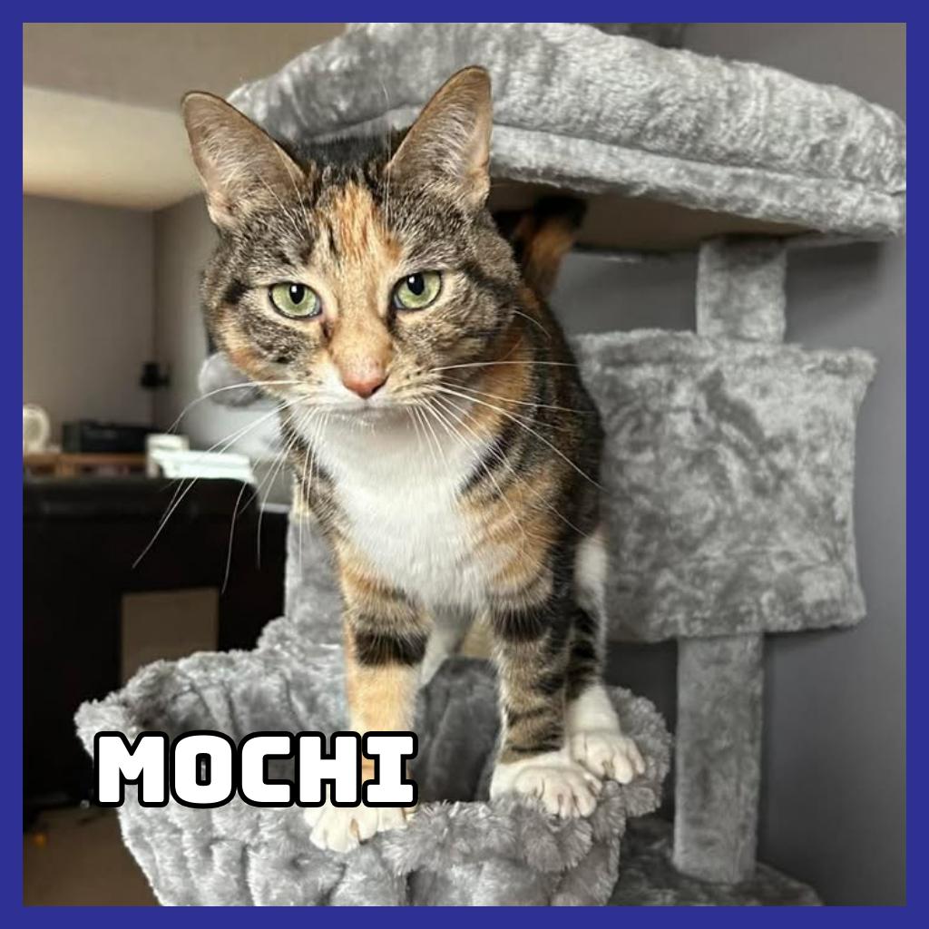 Enlarge Mochi, a Adoptable Extra-Toes Cat / Hemingway Polydactyl in Glenwood, MN image 3/5