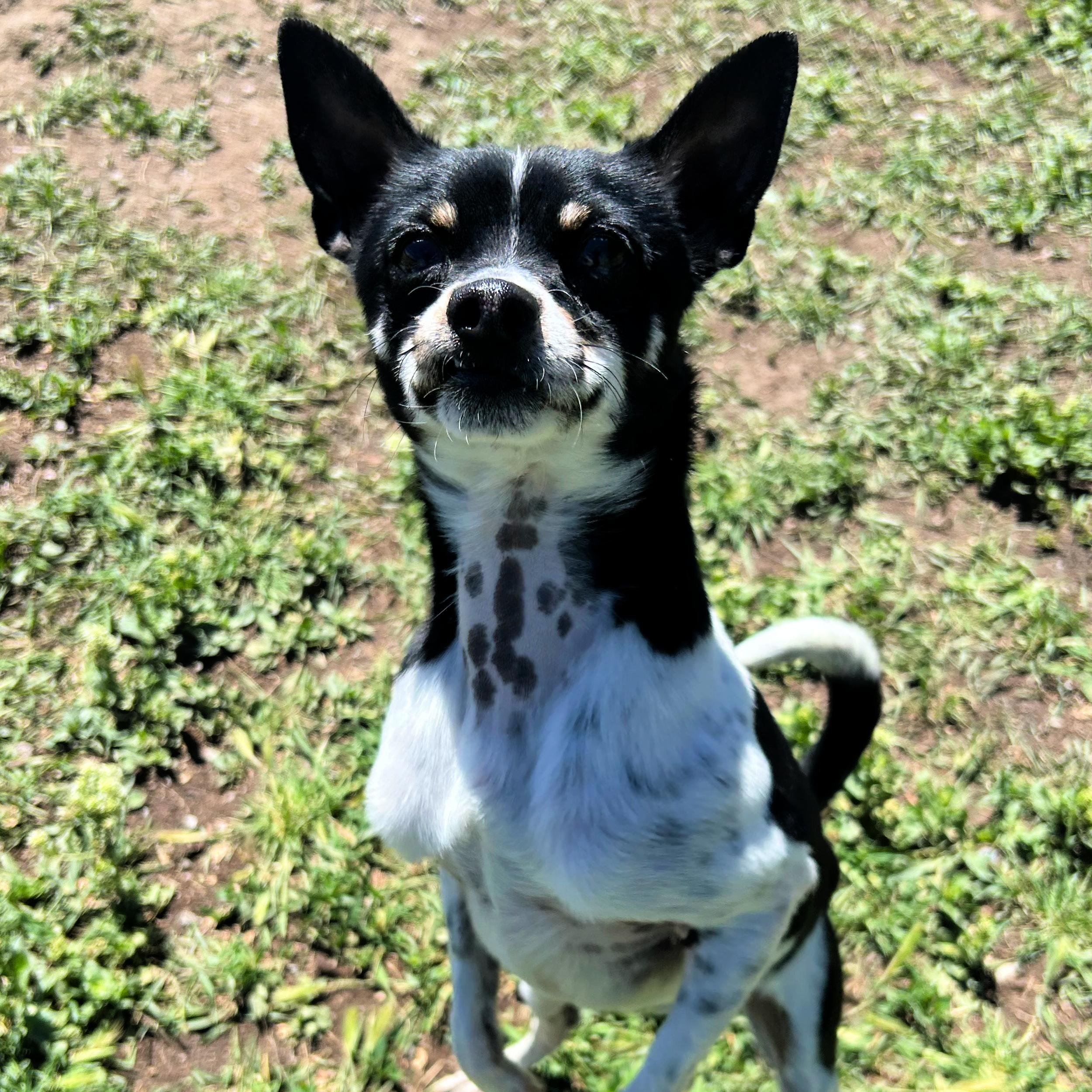 Enlarge Kermit, an adoptable mixed breed in Lindon, UT image 6/6