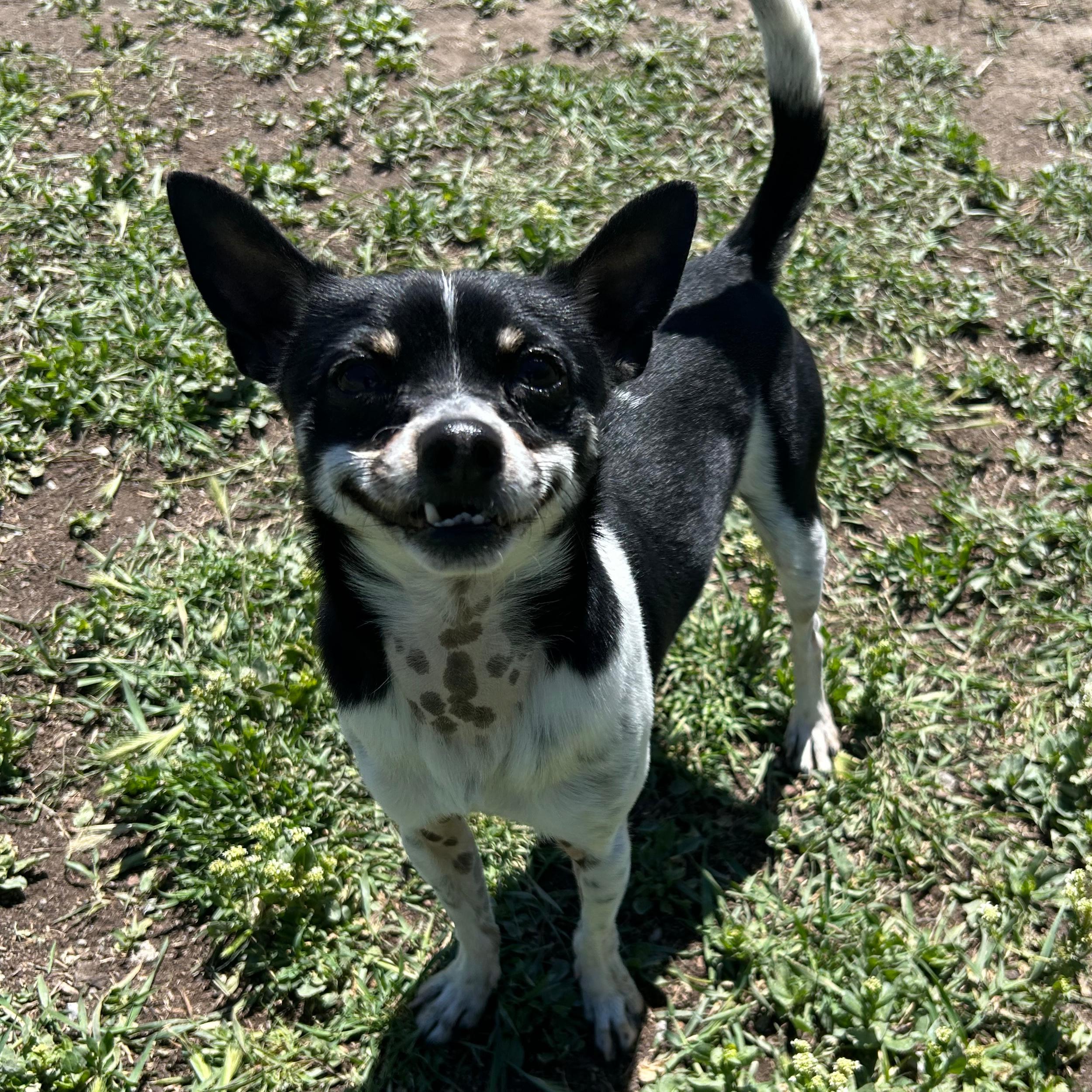 Enlarge Kermit, an adoptable mixed breed in Lindon, UT image 5/6