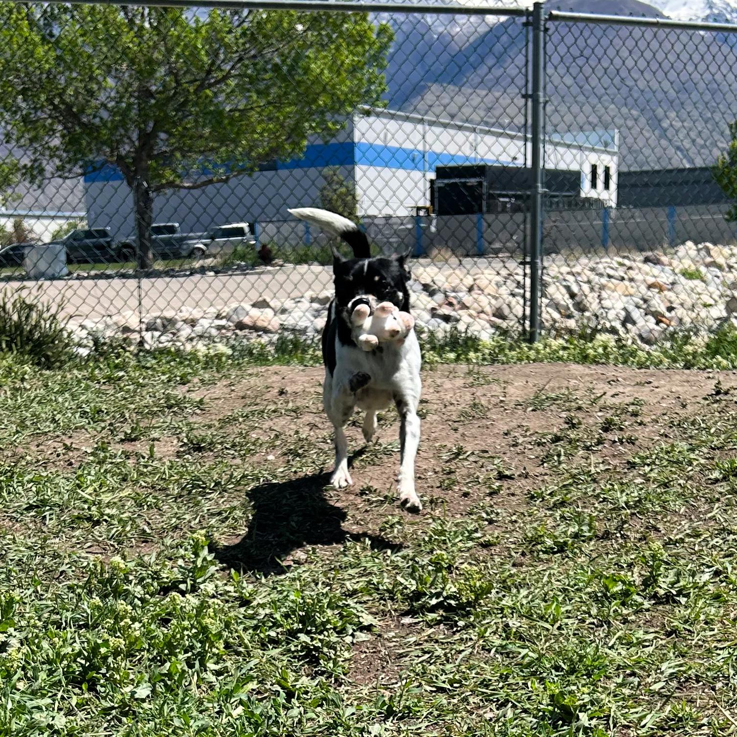 Enlarge Kermit, an adoptable mixed breed in Lindon, UT image 2/6