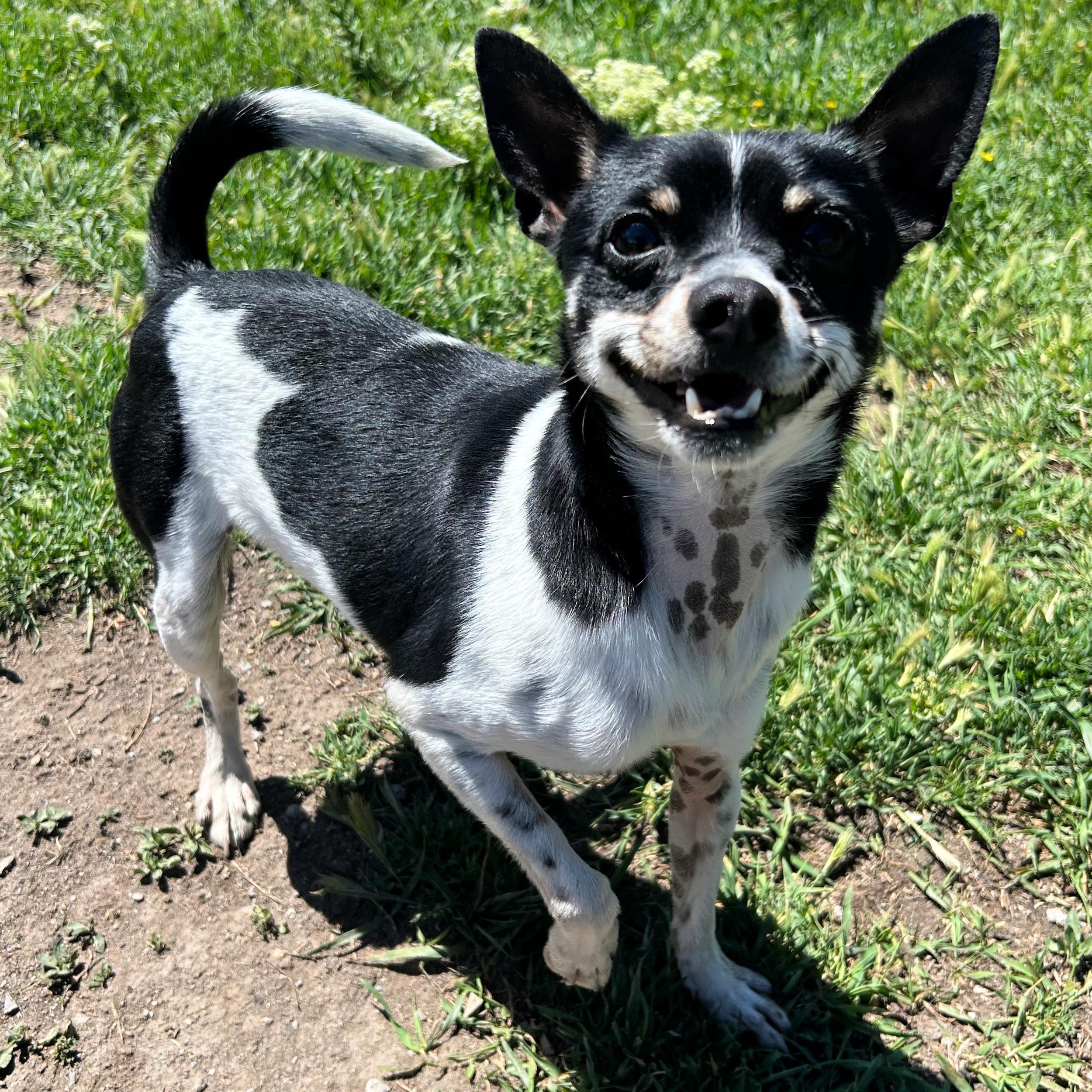 Kermit, adoptable, Adult Male Chihuahua.