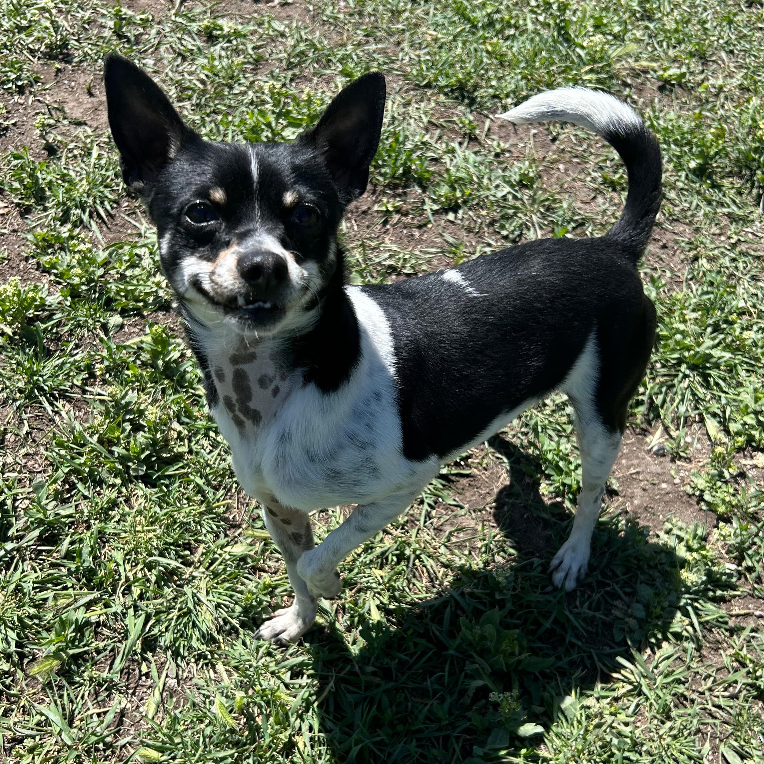 Enlarge Kermit, an adoptable mixed breed in Lindon, UT image 3/6