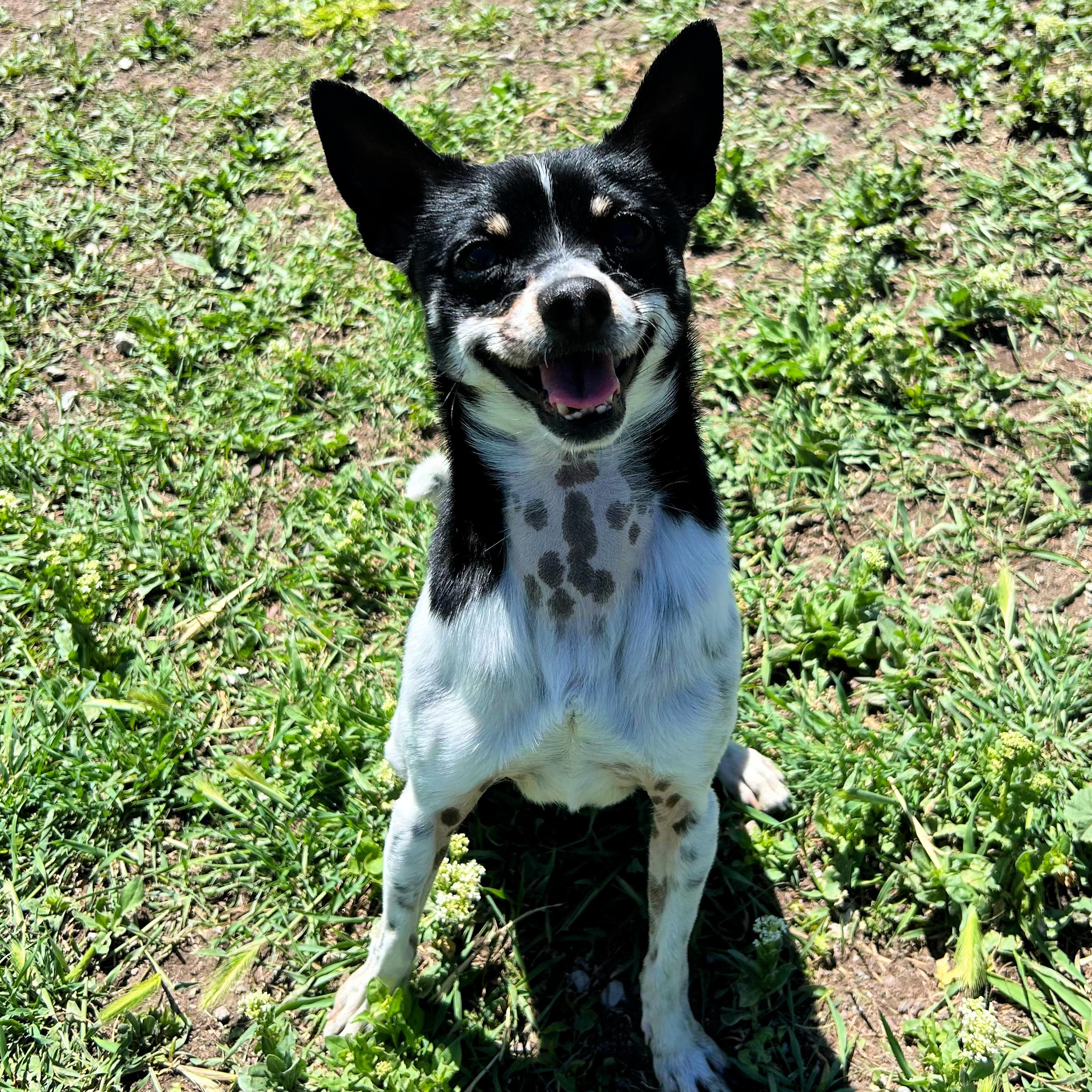 Enlarge Kermit, an adoptable mixed breed in Lindon, UT image 4/6