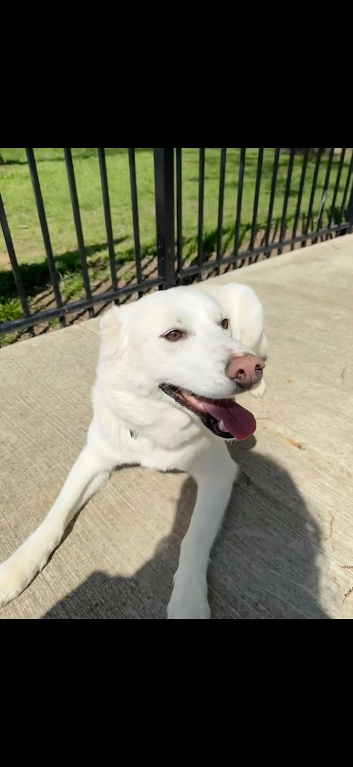 Halo, an adoptable Spitz in Chattanooga, TN, 37421 | Photo Image 1