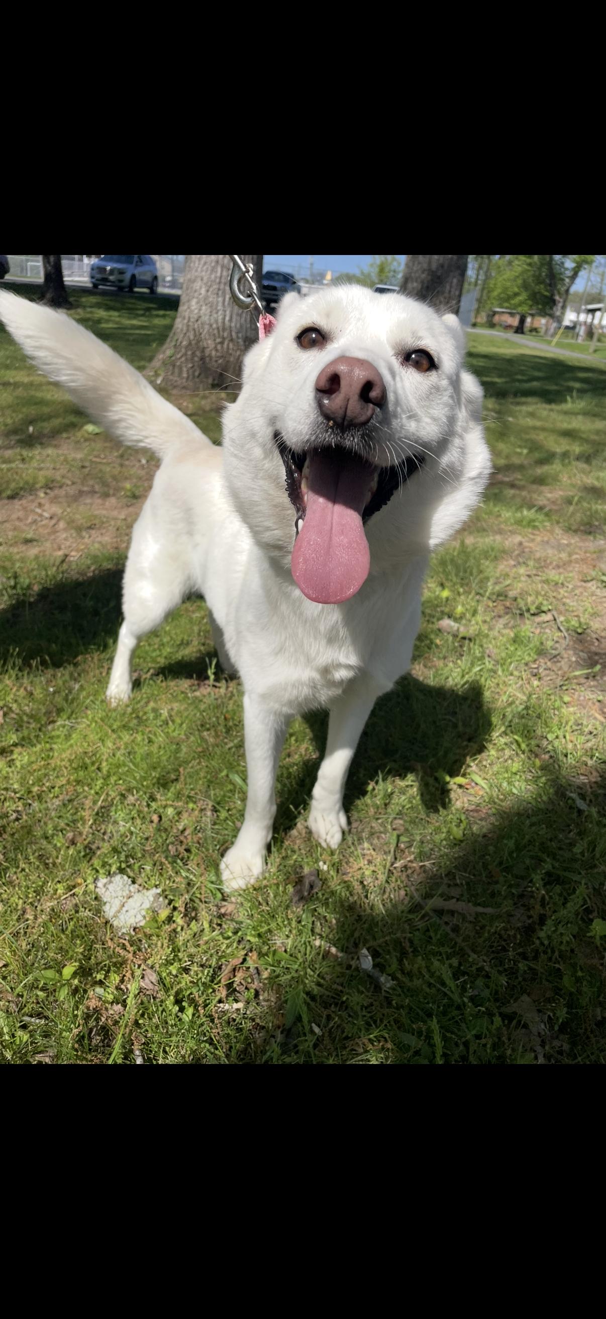 Halo, an adoptable Spitz in Chattanooga, TN, 37421 | Photo Image 2
