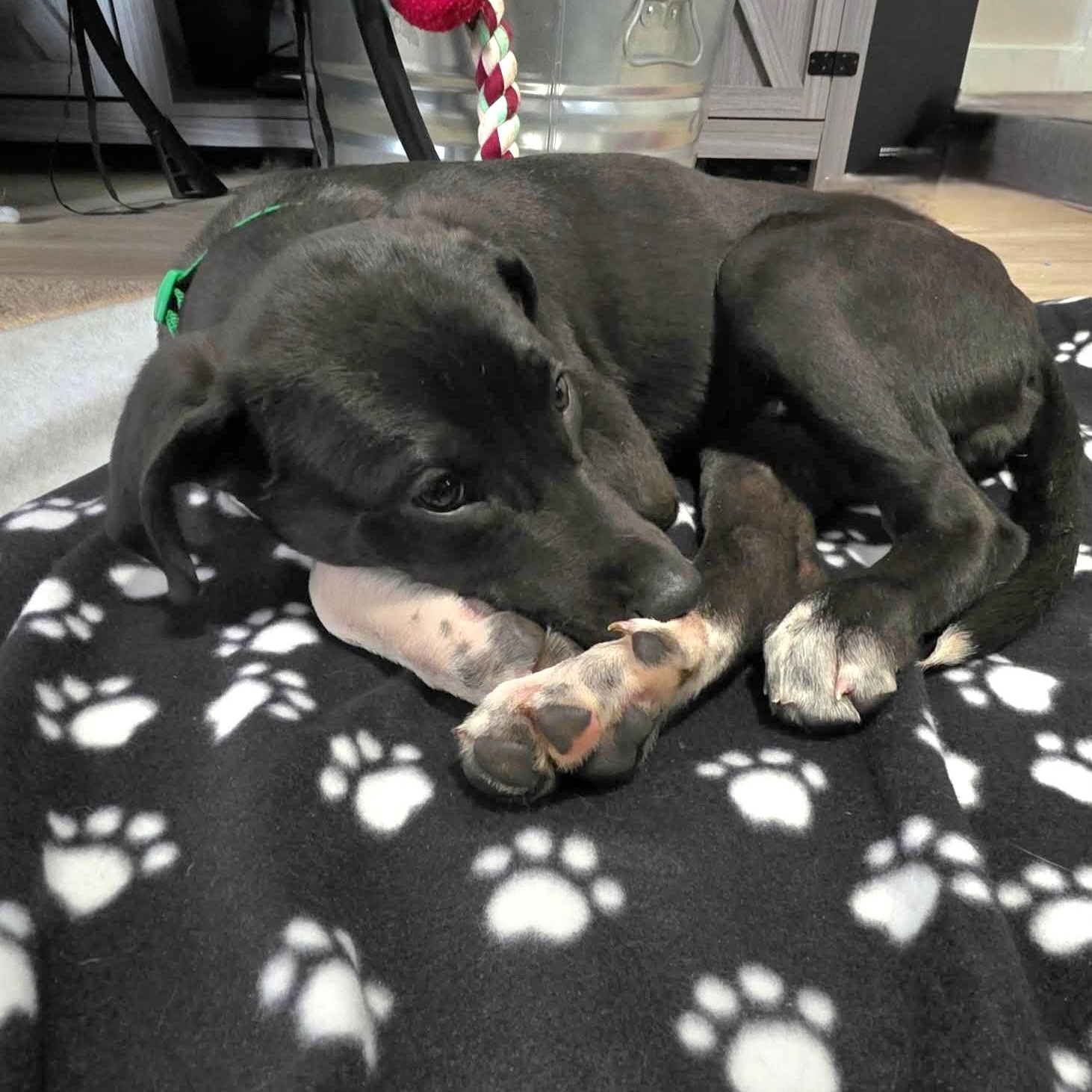 Enlarge Rex, a ADOPTABLE mixed breed in Lincoln, NE image 2/5