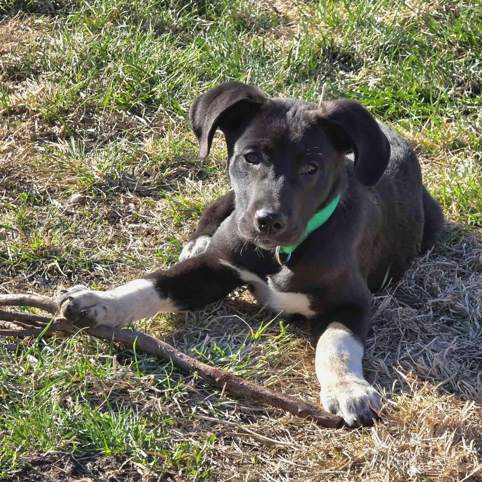 Rex, ADOPTABLE, Puppy Male Husky & Great Dane.