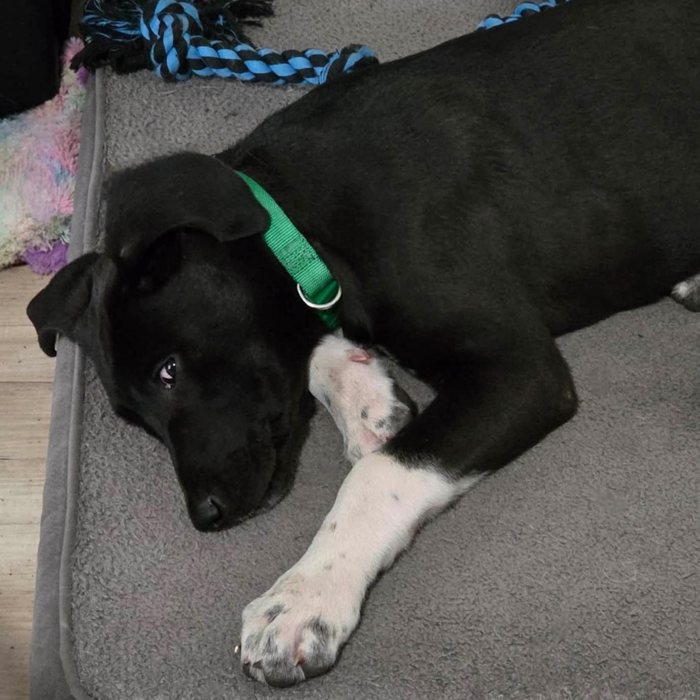 Enlarge Rex, a ADOPTABLE mixed breed in Lincoln, NE image 5/5