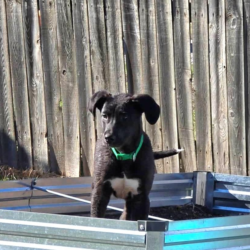 Enlarge Rex, a ADOPTABLE mixed breed in Lincoln, NE image 4/5