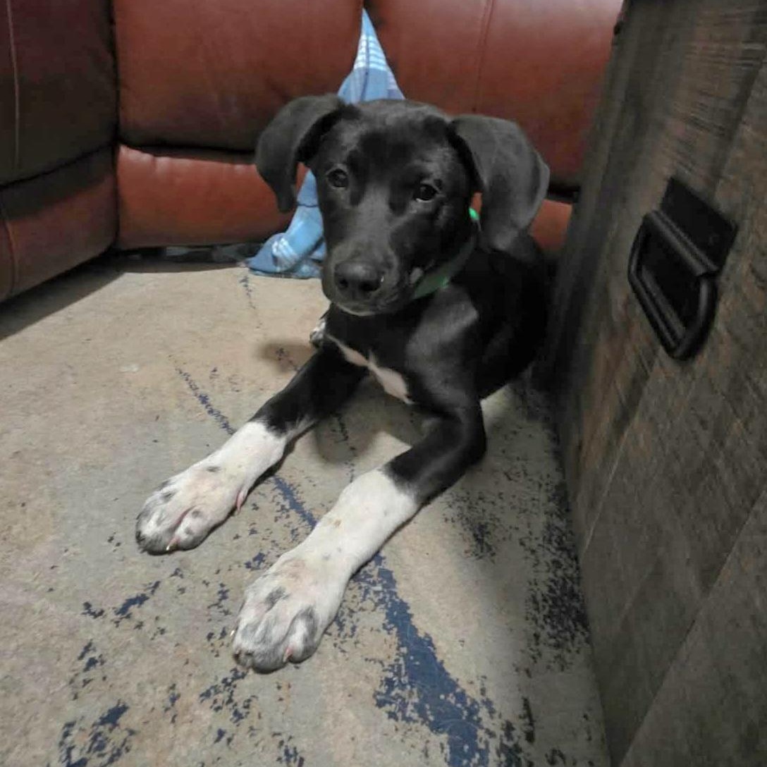 Enlarge Rex, a ADOPTABLE mixed breed in Lincoln, NE image 3/5