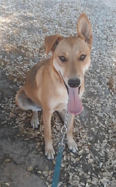 Enlarge Sadie, a Adoptable Hound in Lodi, CA image 1/6