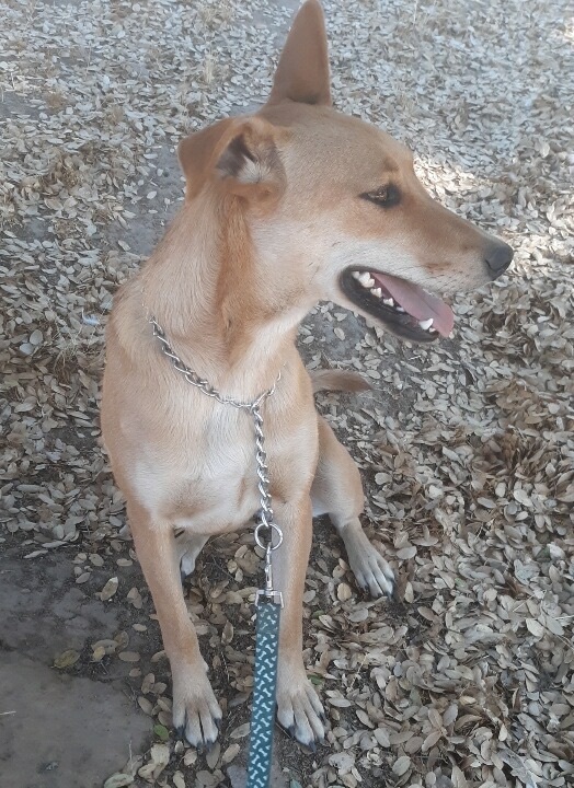 Enlarge Sadie, a Adoptable Hound in Lodi, CA image 2/6