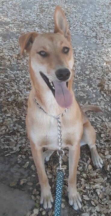 Enlarge Sadie, a Adoptable Hound in Lodi, CA image 3/6